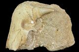 Fossil Mosasaur (Platecarpus) Jaw Section In Rock- Morocco #117043-2